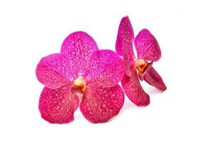 magnifique épanouissement orchidée photo