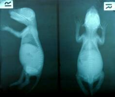 X rayon image de sauvage animal photo