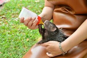 gardien de zoo alimentation bébé porc-épic photo