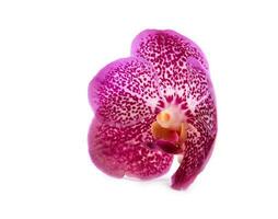 magnifique épanouissement orchidée photo