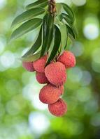 Frais litchi sur arbre photo