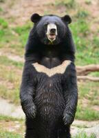 ours noir asiatique photo