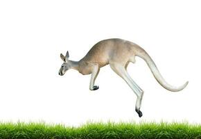 rouge kangourou sauter sur vert herbe isolé photo