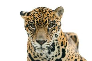 jaguar panthera onca isolé photo