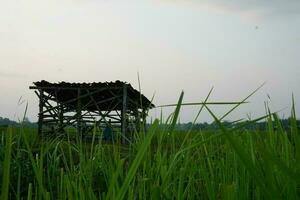 une cabane dans le milieu de une riz champ photo