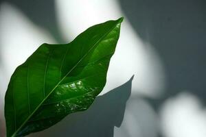 la nature feuille avec ombre Contexte photo