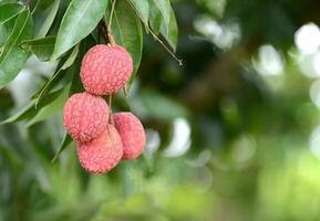 Frais lichi sur arbre photo