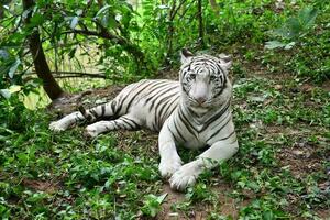 femelle blanc Bengale tigre photo