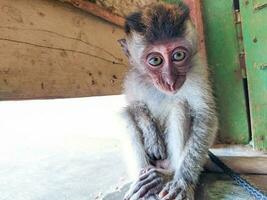 adorable Jeune singe délicieux vue. mignonne animal photo