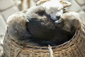 mignonne duveteux chiots sommeil dans une osier panier. photo