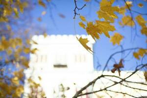 branches de des arbres avec l'automne feuilles sur le Contexte de une flou bâtiment. l'automne dans le ville. photo