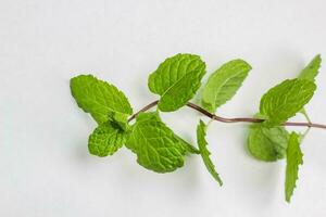 Frais menthe feuille isolé sur blanc Contexte. à base de plantes feuille. photo