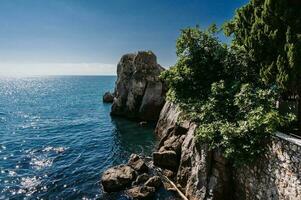 paysage. mer vagues battre contre le rochers sur lequel des arbres grandir. le noir mer. Crimée. photo