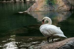 une blanc cygne sur le rive de une Lac ou étang dans une sauvage Naturel habitat. photo