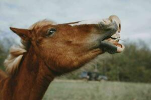 la nature des champs les chevaux mammifère animaux paysage inchangé photo