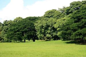 grands arbres dans le jardin photo