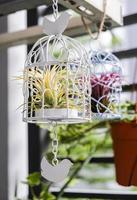 Tillandsia en décoration de cage à oiseaux dans le petit jardin au balcon photo