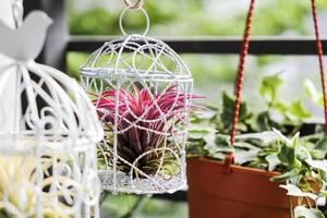 Tillandsia en décoration de cage à oiseaux dans le petit jardin au balcon photo