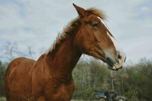 cheval dans le champ mammifère la nature animaux mammifères paysage photo