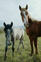 cheval dans le champ mammifères animaux la nature Voyage photo