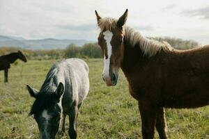 cheval dans le champ marcher la nature animaux paysage photo