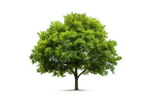 photo de vert arbre blanc isolé Contexte ai généré
