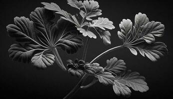 noir et blanc fleur tête monochrome beauté généré par ai photo