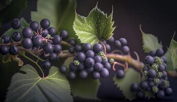 Frais violet les raisins sur une vert vigne branche généré par ai photo