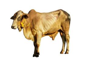 animal qurban concept marron vache, bœuf, sur blanc Contexte isolé, animal pour eid Al adha photo