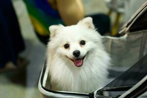 proche en haut charmant blanc marron poméranien chien à la recherche en haut avec mignonne visage dans le chien Chariot dans animal de compagnie expo salle photo