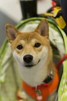 proche en haut charmant blanc marron shiba inu chien à la recherche en haut avec mignonne visage dans le chien Chariot dans animal de compagnie expo salle photo