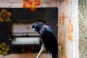 sélectif concentrer de noir lory qui a été perché dans le sien cage dans le après-midi. bien pour enfants connaissance de oiseau espèces. photo