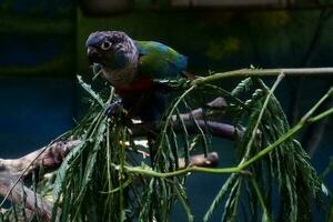 sélectif concentrer de cramoisi ventre conure cette mange entier céréales dans le après-midi. génial pour éduquer les enfants à propos en danger oiseau espèces. photo