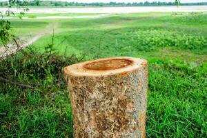 en bois produit afficher podium avec vert la nature jardin background.round en bois podium dans tropical forêt pour produit photo