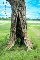 sec arbre dans une magnifique la nature arrière-plan.brindilles et ciel.arbre contre le Contexte de le ciel photo