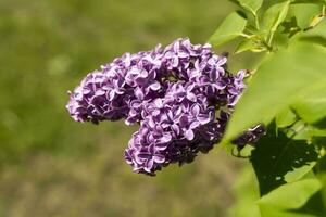 charmant Frais branches de lilas fleurs sur une Contexte de vert feuilles photo