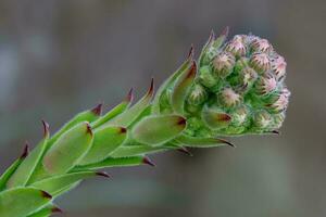 une fermer coup de le fleur bourgeons de une succulent plante photo