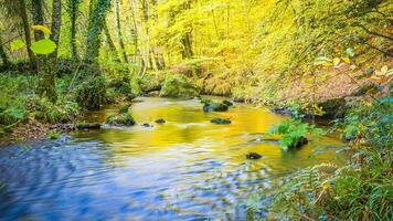 forêt la nature gros bouc dans l'automne photo