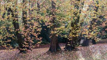 magnifique l'automne saison photo