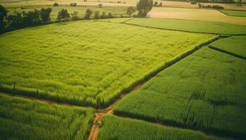 récolte blé sur idyllique cultiver, panoramique vue de roulant paysage généré par ai photo
