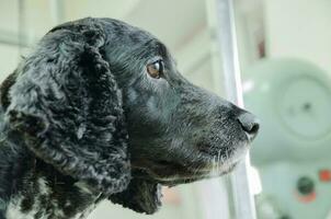 portrait de une chien cocker épagneul après une la Coupe de cheveux photo