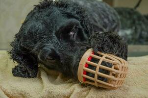 cocker épagneul chien dans une museau sur une la Coupe de cheveux. haute qualité photo