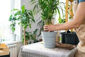 rempotage trop développé Accueil plante succulent zamioculcas avec une bosse de les racines et ampoule dans Nouveau plus gros pot. soins pour mis en pot usine, mains de femme dans tablier, moquer en haut photo