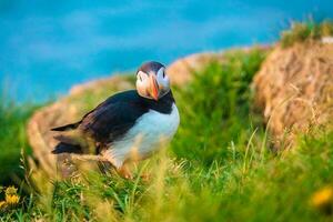 atlantique macareux oiseau ou fratercule arctique à le falaise avec sauvage fleur dans Nord atlantique océan sur été photo