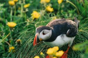 adorable atlantique macareux oiseau vivant sur le falaise avec Jaune fleur par littoral dans Nord atlantique océan pendant été à bogarfjardarhofn, Islande photo