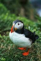 adorable atlantique macareux oiseau vivant sur le falaise de fjord par littoral dans Nord atlantique océan pendant été à bogarfjardarhofn, Islande photo