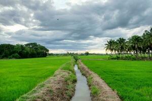 riz des champs avec canal fossé photo