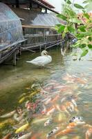 blanc cygne avec koi coloré groupe photo