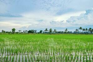 riz des champs verdoyant dans rural photo