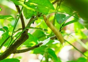 petit vert serpent crawl photo